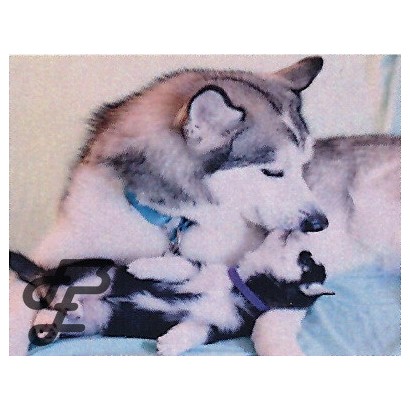 Husky et son petit