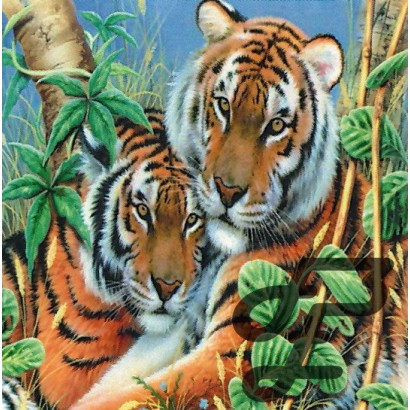 Couple de Tigres