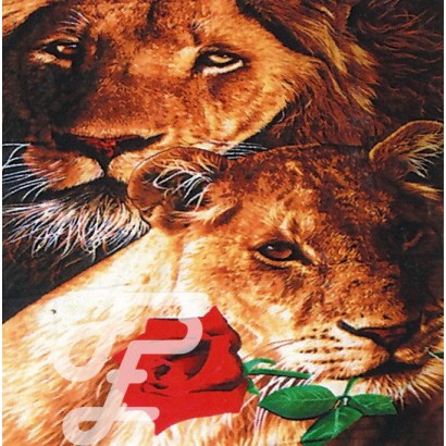 Lion et sa Lionne