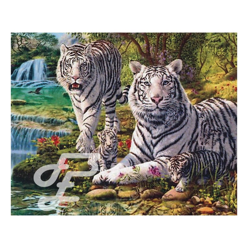 Couple de Tigres blancs