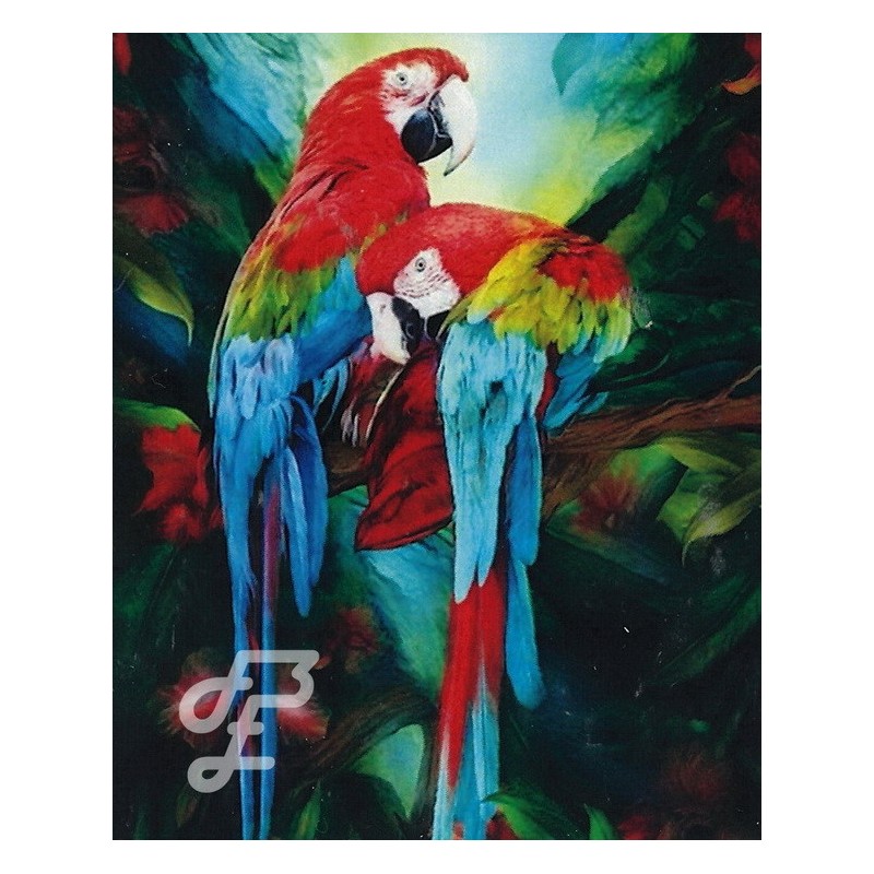 Couple perroquets colorés