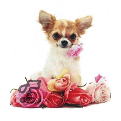 Chihuahua et rose