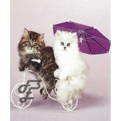 Chatons sur tricycle